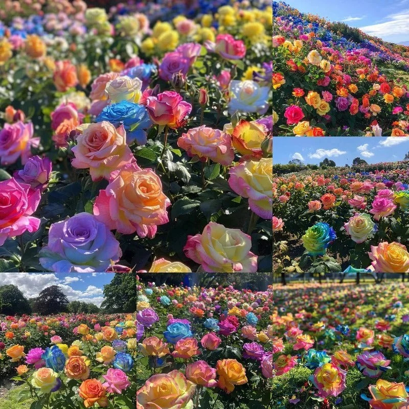 💫🌸BUY 1 GET 1 FREE | Moss Rose🌿Perennial Flower Seeds