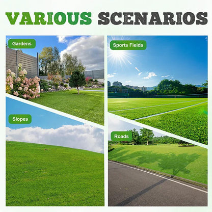 Four Seasons Evergreen Dwarf Grass Seeds - Pack of 3