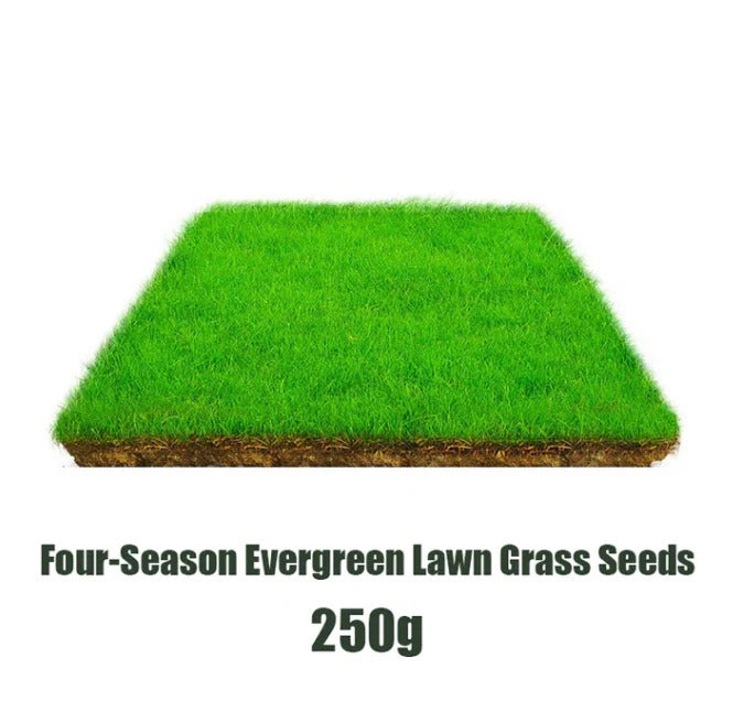 Four Seasons Evergreen Dwarf Grass Seeds - Pack of 3