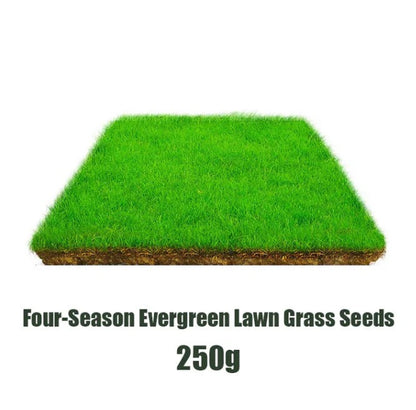 Four Seasons Evergreen Dwarf Grass Seeds - Pack of 3