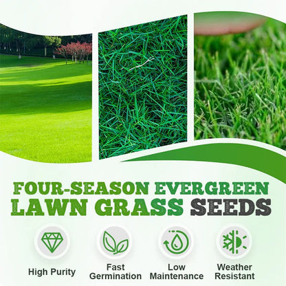 Four Seasons Evergreen Dwarf Grass Seeds - Pack of 3