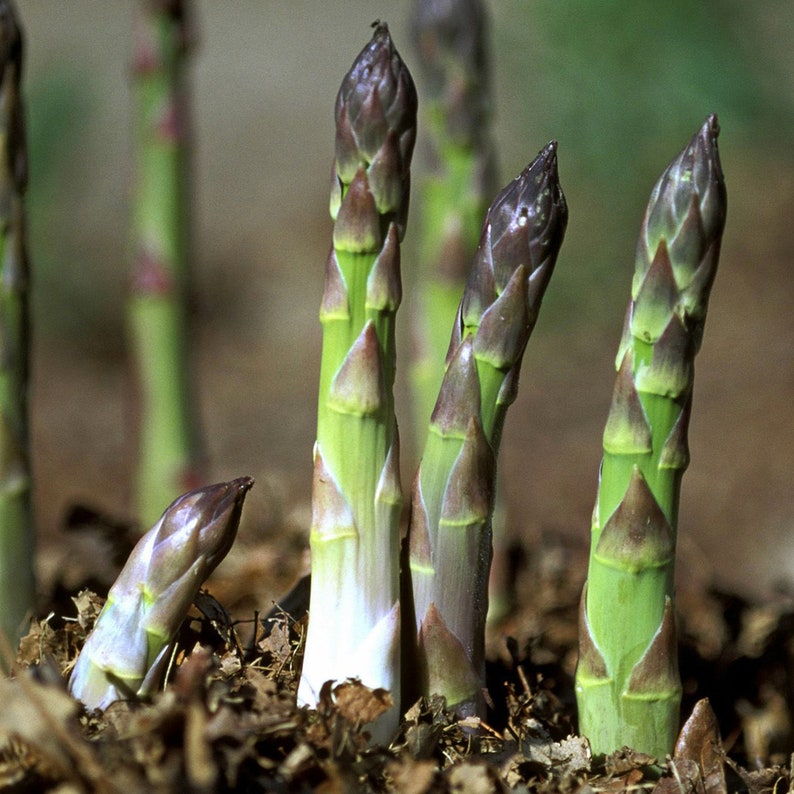 Organic Asparagus Herbs Vegetable Seeds with booster (pack of 2)