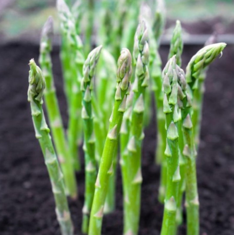 Organic Asparagus Herbs Vegetable Seeds with booster (pack of 2)