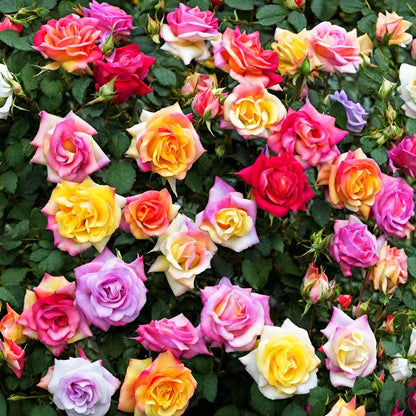 💫🌸BUY 1 GET 1 FREE | Moss Rose🌿Perennial Flower Seeds
