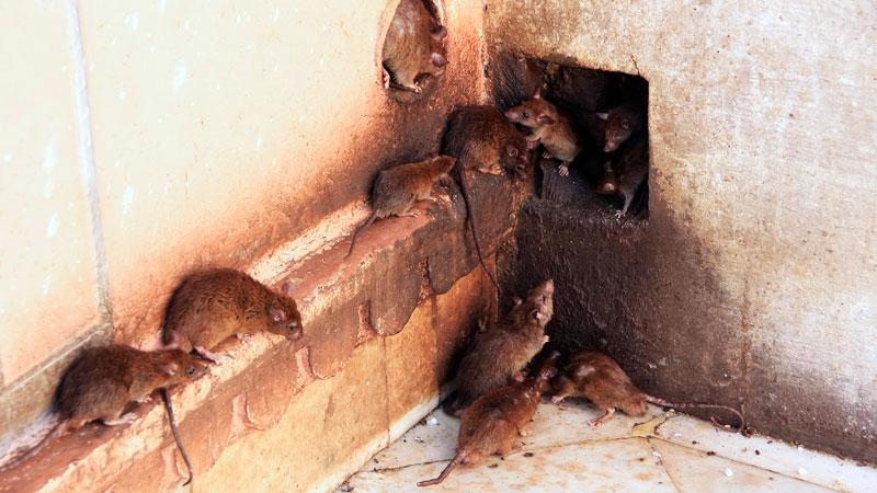 Gharsense™ Rat Repellent Spray | BUY 1 GET 2 FREE